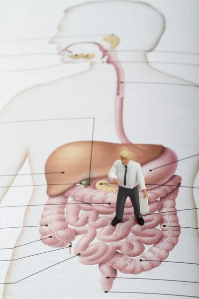 Miniature figurine of a teacher talking about stomach and intestines — Stock Photo, Image