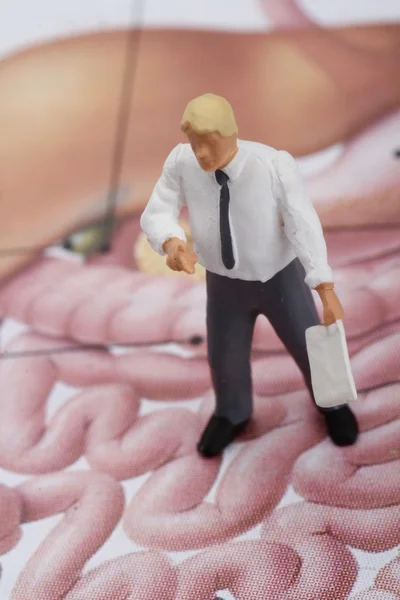 Figurina in miniatura di un insegnante che parla di stomaco e intestino — Foto Stock