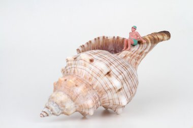 bir büyük Yalnızcıl Yengeç kabuğu ile güneşlenenbirileri varsa kolaylık