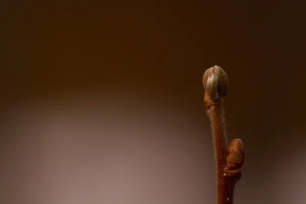 Jarní bud detail — Stock fotografie