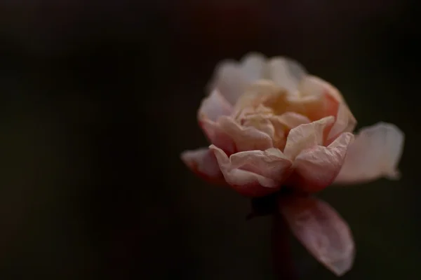 Closeup zvadlá a sušených růžových a žlutých růží — Stock fotografie