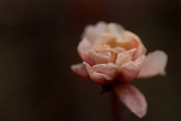 Closeup zvadlá a sušených růžových a žlutých růží — Stock fotografie