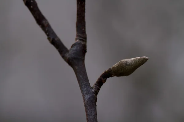 Jarní bud detail — Stock fotografie