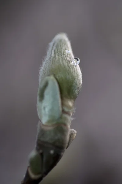 Jarní bud detail — Stock fotografie