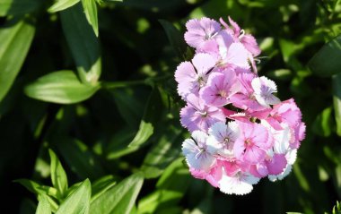 Güzel Çiçek, Güzel Beyaz Dianthus Japonicus Bahçedeki Çiçekler. Aşk ve Romantik İçin Sembol.