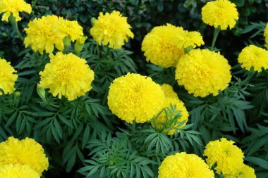 Bitki ve Bitki, Calendula Grubu ya da A Garden 'daki Marigold Çiçekleri. Bitkisel ve Kozmetik Ürünler için kullanılır..