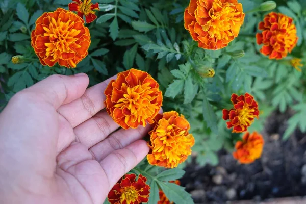 Herbal Flower Plant Jardineiro Segurando Cuidando Laranja Calêndula Marigold Flores — Fotografia de Stock
