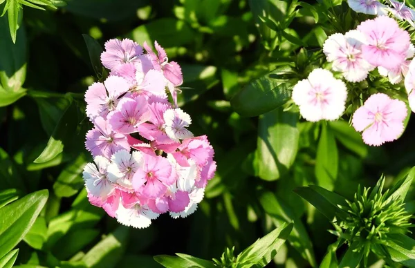 Bunga Indah Bunga Putih Yang Indah Dianthus Bunga Japonicus Taman — Stok Foto