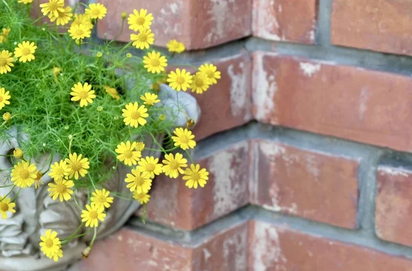 Bright Beautiful Butter Daisy Little Yellow Star Flowers Wooden Pot — Stock Photo, Image