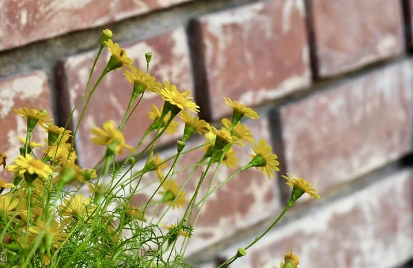 Bright Beautiful Butter Daisy Little Yellow Star Flowers Wooden Pot — Stock Photo, Image