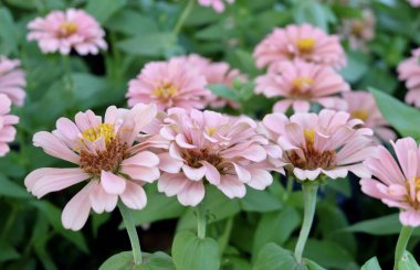 Pembe Kasımpatı, Anneler veya Kasımpatılar 'ın Kapanışı Bahçede Çiçek Açan Çiçekler.