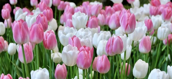 Schöne Blume Schöne Weiße Und Rosa Tulpenblüten Einem Gewächshaus Ein — Stockfoto