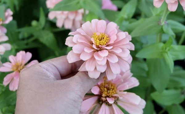 Jardinero Cuidando Flores Crisantemo Rosa Jardín Flor Para Hogar Decoración — Foto de Stock