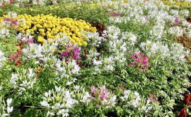 Beautiful Flower, Fresh Pink and White Cleome Spinosa or Spiny Spider Flowers in A Garden, Eaten as A Vegetable or Ddded to Soup.