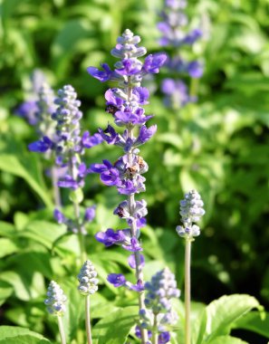 Güzel Çiçek, Mor Adaçayı Çiçekleri veya Yeşil Yapraklı Salvia Çiçekleri Bahçede.