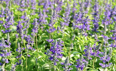 Güzel Çiçek, Mor Adaçayı Çiçekleri veya Yeşil Yapraklı Salvia Çiçekleri Bahçede.