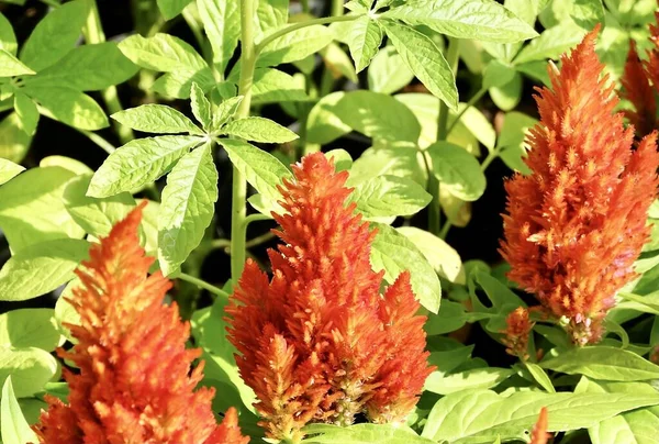 Red Cockscomb Yang Cantik Woolflowers Atau Celosia Cristata Flowers Sebuah — Stok Foto