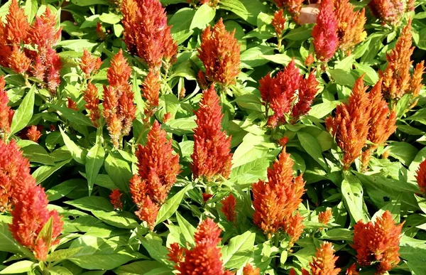 Hermoso Peine Rojo Flores Lana Flores Celosia Cristata Una Flor — Foto de Stock