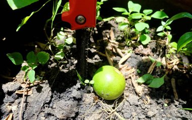 Yeşil Kireç Meyveli Keskin Pirinç Bıçağı