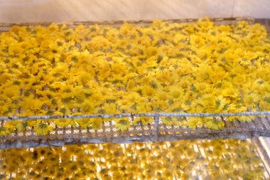 Çay üretimi için kurutucuda sarı kasımpatı çiçekleri kurutmak doğal aromayı ve yatıştırıcı bitkisel içecekler için sağlık faydalarını korumak..