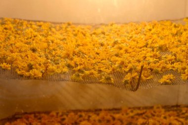 Bitkisel çay üretimi için bir kurutucuda altın kasımpatı yaprakları kurutmak, ev yapımı içecek pazarı satışları için aroma ve sağlık faydalarını korumak..