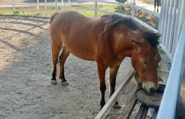Kahverengi cüce midilli, besin değeri yüksek yiyecekleri beyaz çitlerle çevrili kumlu bir yerde yiyor. Neşeli bir şekilde günlük yemek rutininin tadını çıkarıyor..