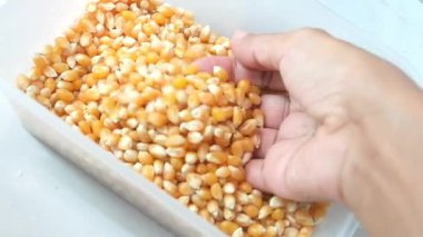 Bir el, plastik bir kabın içinden bir avuç kurutulmuş sarı patlamış mısır çekirdeği toplar ve pişirmek için sağlıklı organik tarım tohumlarının dokusunu ve detaylarını gösterir..