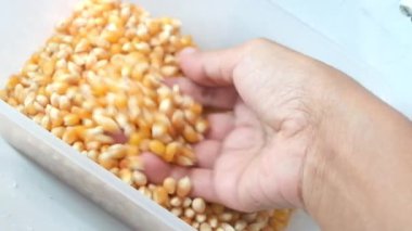 Bir el, plastik bir kabın içinden bir avuç kurutulmuş sarı patlamış mısır çekirdeği toplar ve pişirmek için sağlıklı organik tarım tohumlarının dokusunu ve detaylarını gösterir..
