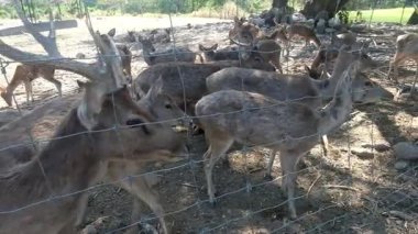 Güneşli bir günde, boynuzlu bir grup kahverengi geyik sakince çitli bir duvarın içinde duruyor ve doğal bir parktaki kameraya doğru bakıyor..