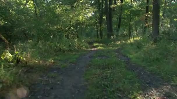 Wald bei Sonnenaufgang - Steadicam-Aufnahme — Stockvideo
