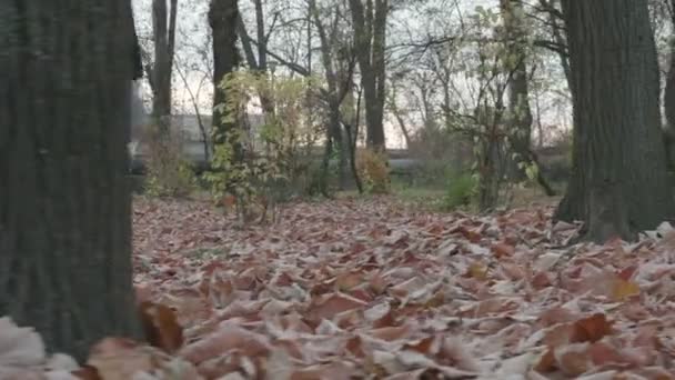 Mujer joven caminando en el parque en otoño, recogiendo una hoja — Vídeos de Stock