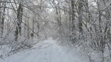 Gizli bir yol karda yürürken orman kışın kapalı