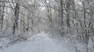 Gizli bir yol karda yürürken orman kışın kapalı