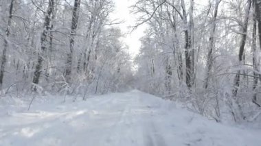 Karda gizli yol üzerindeki orman kışın kaplı