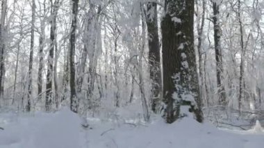 Kar üzerinden yürüyen bir kış ormandaki kaplı
