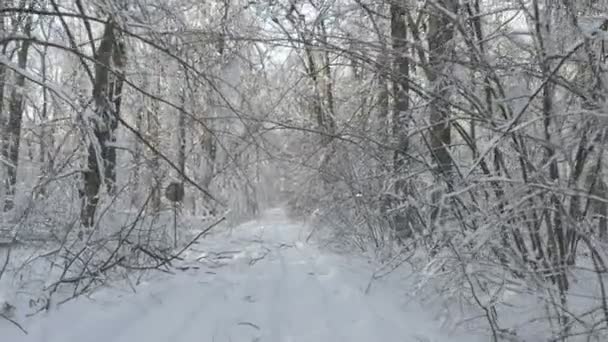 在隐藏路径在雪地上行走在冬天覆盖森林 — 图库视频影像