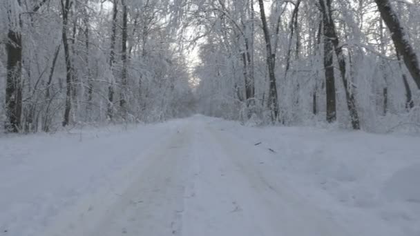 Caminhando em um caminho escondido na floresta coberta de neve no inverno — Vídeo de Stock