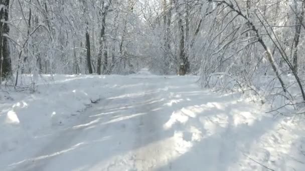 步行穿过雪覆盖冬季森林中的树木 — 图库视频影像