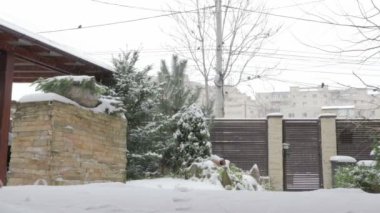 Taze karda oynarken çok güzel genç kedi