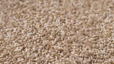 Yakın çekim düşen altın tohumların