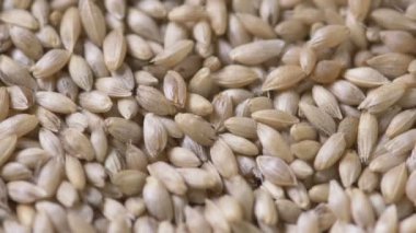 Yakın çekim düşen altın tohumların