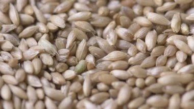 Yakın çekim düşen altın tohumların