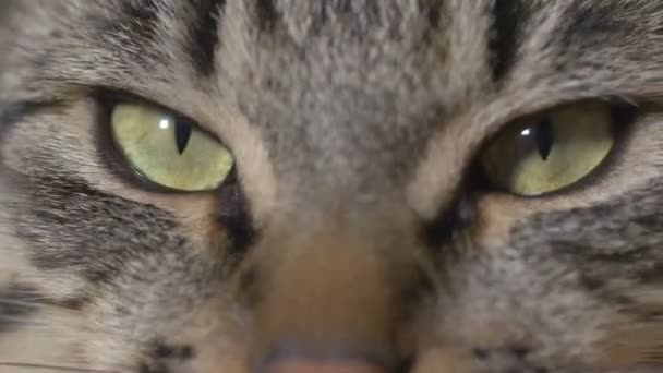 Close-up van jonge kat ogen — Stockvideo