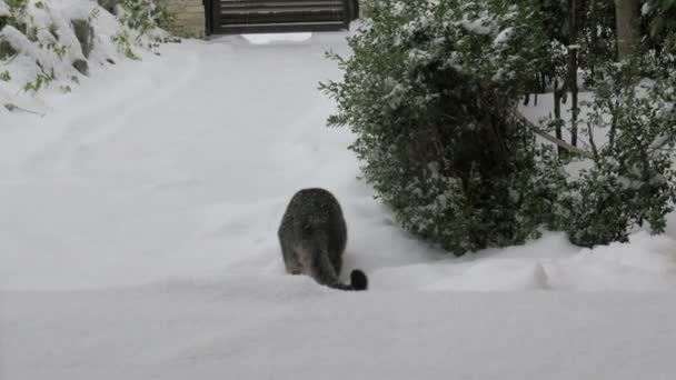 Αξιολάτρευτο νεαρό γάτα παίζει στο φρέσκο χιόνι — Αρχείο Βίντεο