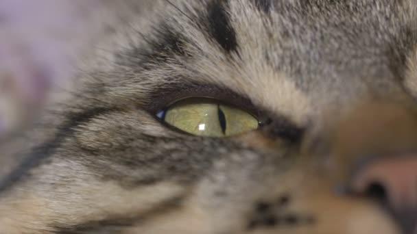 Close-up of young cat eyes — Stock Video