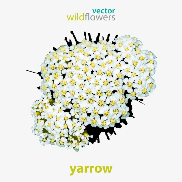 Vector wildflower, yarrow — Stock Vector