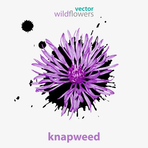 Vector wildflower, knapweed — Stock Vector