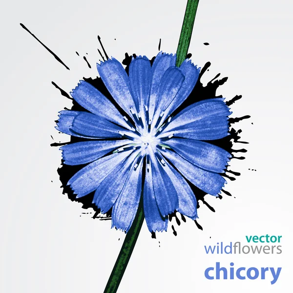 Векторный полевой цветок, цикорий — стоковый вектор