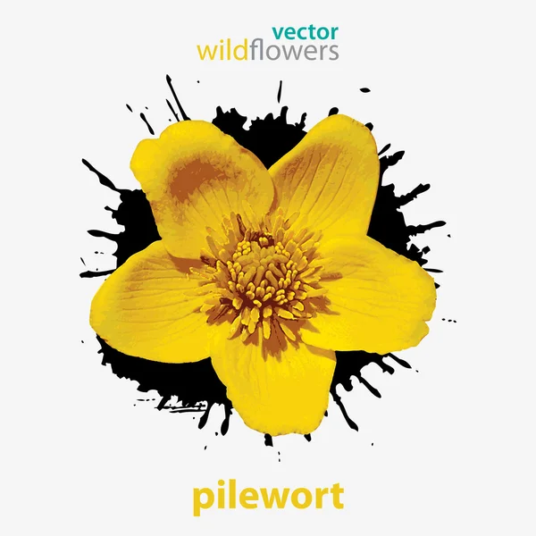 Vector flor silvestre, pilewort — Archivo Imágenes Vectoriales