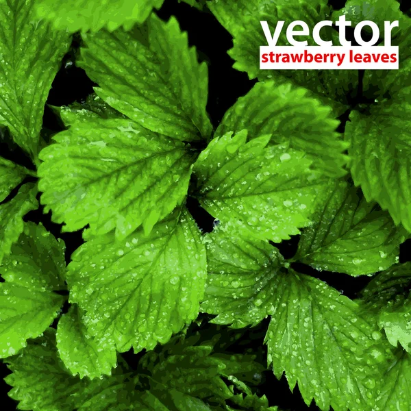 Vector Fresh Strawberry leafs — Stock Vector